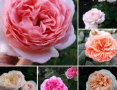 Продам комнатное растение в Ростове-на-Дону, Чайно-гибридные розы, спрей, миниатюрные