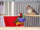 Продам птицу в Красногорске, С клеткой и всем необходимым в связи с переездом дешево