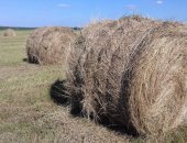 Продам корм для грызунов в Рославле, сено урожай 2018 года по 500 кг, в рулоне,