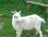 Продам козу в Кулебаках, Коза, дойную дает от 2, 5 литров и козочку 6мес можно