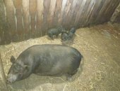Продам свинью в Йошкаре-Оле, Поросята вьетнамских вислобрюхих, поросят возраст от 1
