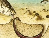 Продам приманку в Туапсе, Продаётся морской червь, Описывать достоинства морского