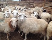 Продам барана в Улане-Удэ, племенных овец породы Бурятская полугрубошерстная, Возраст