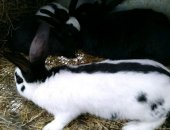 Продам заяца в Обнинске, Кролики разных пород на племя, В настоящее время молодняк 2 -