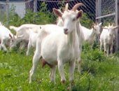 Продам козу в Курджинове, Козы зааненские - высокоудойные, Козы высокоудойные зааненские