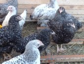 Продам птицу в Рязани, Молодки породы чешский доминант от 4 до 6 месяцев Также продаётся