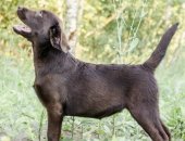Продам собаку лабрадор, самка в Москве, Предлагаются щенки а с высоким потенциалом для