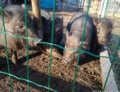 Продам свинью в Новосибирске, Вьетнамские поросята, Здоровые поросята от крупных