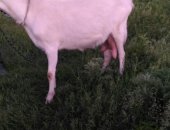 Продам козу в Воронеже, недорого двойных зааннинских коз 3штуки на выбор, козёл здоровый