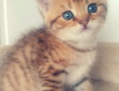 Продам британская, самец в Москве, клубных котят дата рождения 23 июня 2018 года, метрика