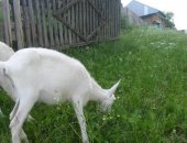 Продам козу в Миньяре, Чистопородные зааненские козлята, Козлята от породистых коз и
