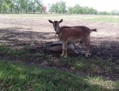 Продам козу в Омске, Коза дойная 100 альпийка, после первого окота дает 3 л, цена 35
