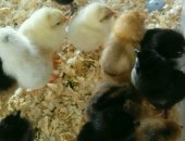 Продам яица в Домодедове, Цыпленок, Под заказ инкубационное яйцо от породистых курочек