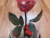 Продам комнатное растение в Воронеже, Роза в колбе - диаметр колбы 16 см, высота 26