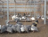 Продам птицу в Набережных Челнах, Фермерское хозяйство реализует цесарок трёх пород