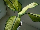 Продам комнатное растение в Санкт-Петербурге, Дифенбахия, Белая на солнце, зеленеет в тени