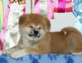Продам собаку акита в Красноярске, Предлагается щенки Акиты, От красивой пары, Документы