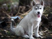 Продам собаку сибирская хаски, самка в Тамбове, Метисы сибирской, Щенки родились 26 мая
