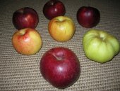 Многосортовые саженцы яблони различных сроков созревания в контейнерах. Такая яб