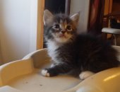 Продам мейн-кун, самец в Москве, Наша кошечка родила котят от пришлого симпатичного