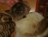 Продам сиамская, самец в Благовещенске, Найден большой кот сиамский С ошейником А районе