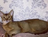 Продам абиссинская, самка в Волгограде, пропала кошка 1, 5года по адресу ул, 8й воздушной