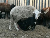 Продам в Индерке, Овцы на Курбан-Байрам и на племя, Предлагаю овец на мясо,