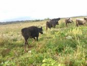 Продам мясо в Москве, Крестьянское фермерское хозяйство предлагает быков и бычков
