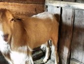 Продам козу в Краснокаменске, дойную, молочную И племенного козла, Вся остальная