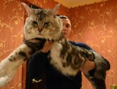 Продам мейн-кун, самец в Хабаровске, Монопородный питомник кошек породы мейн кун Magic