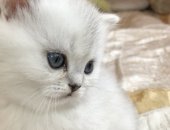 Продам британская, самец в Москве, Предлагаются шикарные котята шоу класс, Очень редкого
