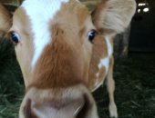 Продам корову в Исянгулове, Продается дойные коровы можно и на мясо А также имеются