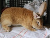 Продам заяца в Кинешме, самца, самцу 11 месяцев