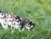 Продам собаку сибирская хаски, самец в Сызрани, Предлагаются к бронированию щенки