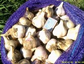 Продам овощи в Анне, чеснок сорт любаша урожай 2018 года первой репродукции, бульбочки