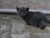 Продам британская, самец в Волгодонске, Котята от мамы британки, тся котята по 1 тыс,
