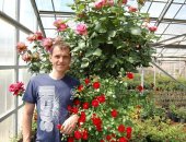 Продам комнатное растение в Тольятти, Розы в 3-х литровых горшках, Чайно-гибридные