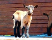 Продам козу в Кимры, тся 2 козочки от Чешского козла с документами, занесён в базу