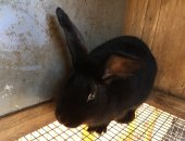 Продам заяца в Тюмени, Кролик Аляска, кролик Аляска, окрас чёрный, вес 5 кг, возраст 9