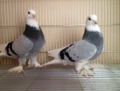 Продам птицу в Омске, Турецкие голуби такла, все вопросы по тел