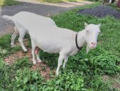 Продам козу в Нижнем Новгороде, козы дойные кроме белой ушастой, 1 фото коза порода