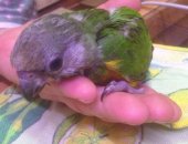 Продам птицу в Вологде, Попугаай, Синегальские попугаи птенцы от 03 04, 18, полностью