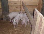 Продам свинью в Минусинске, Замечательные поросята, возраст 2 месяца, Витамины