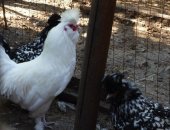 Продам с/х птицу в Борисоглебске, тся цыплята разных возрастов от суток до 2 месяцев Цена