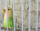 Продам птицу в Славянске-на-Кубани, Попугай, Молодые попугаи, 3 месяца, отличный питомец