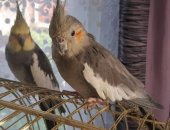 Продам птицу в Навашине, Попугай, Карелла, год одному другому 2, Причина продажи переезд