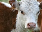 Продам в Саратове, Предлагаем бычков и телочек на доращивание, мясного и молочного