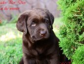 Продам собаку лабрадор, самец в Оренбурге, В Питомнике "MARCADOS POR DIOS" 21, 06, 2018