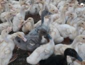 Продам с/х птицу в Фролове, Утки, Утята возрост 1, 5 месяца породы агидель, старт