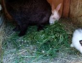 Продам заяца в Рузаевке, В наличии 3 крольчихи очень хорошие мамочки бабочка окрольчилась